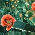 heroina - Flores de Amapola