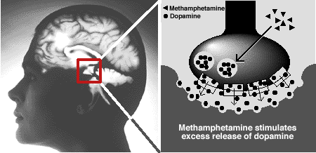 Como funciona la Meta en el cerebro